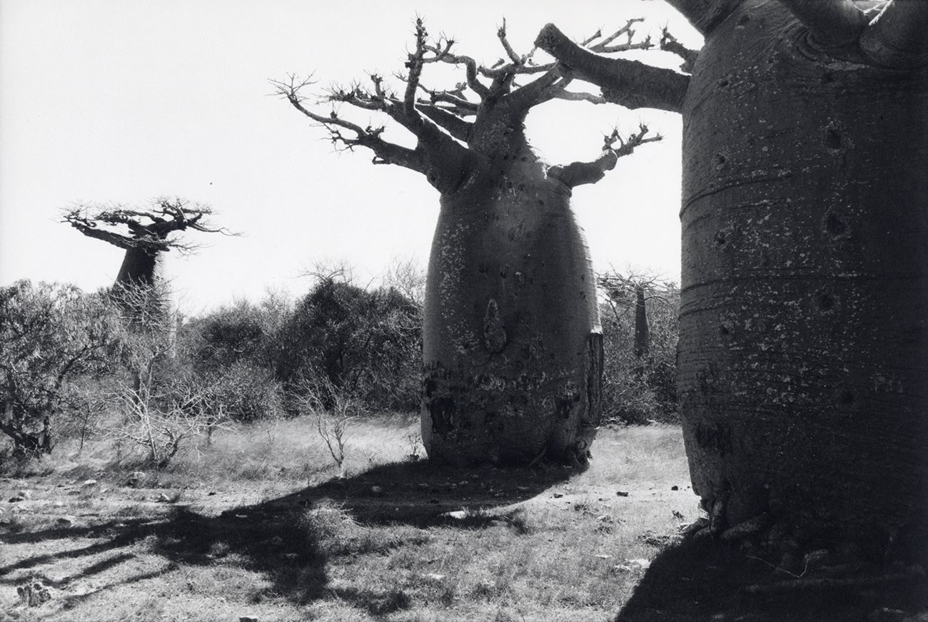 Baobab I (I of VI)