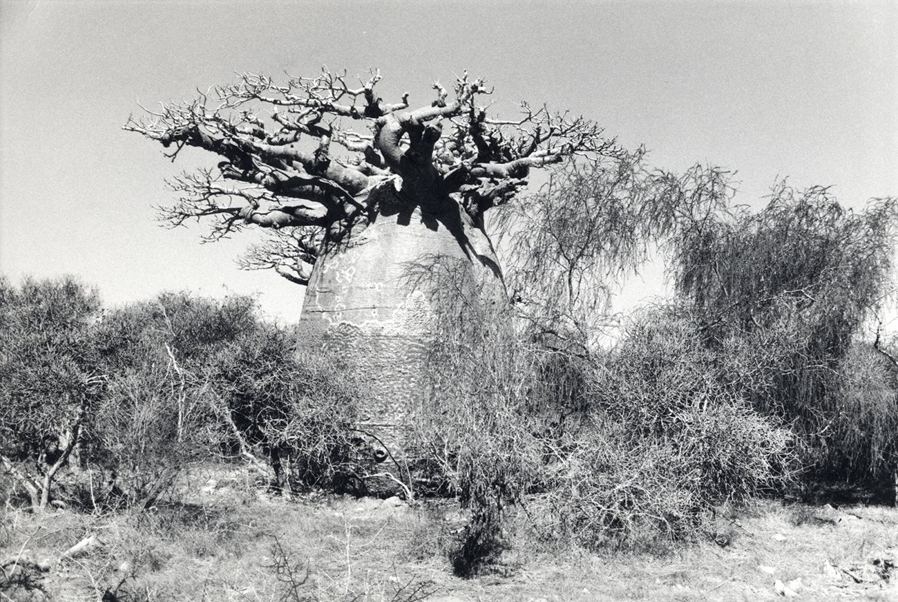 Baobab III (III of VI)