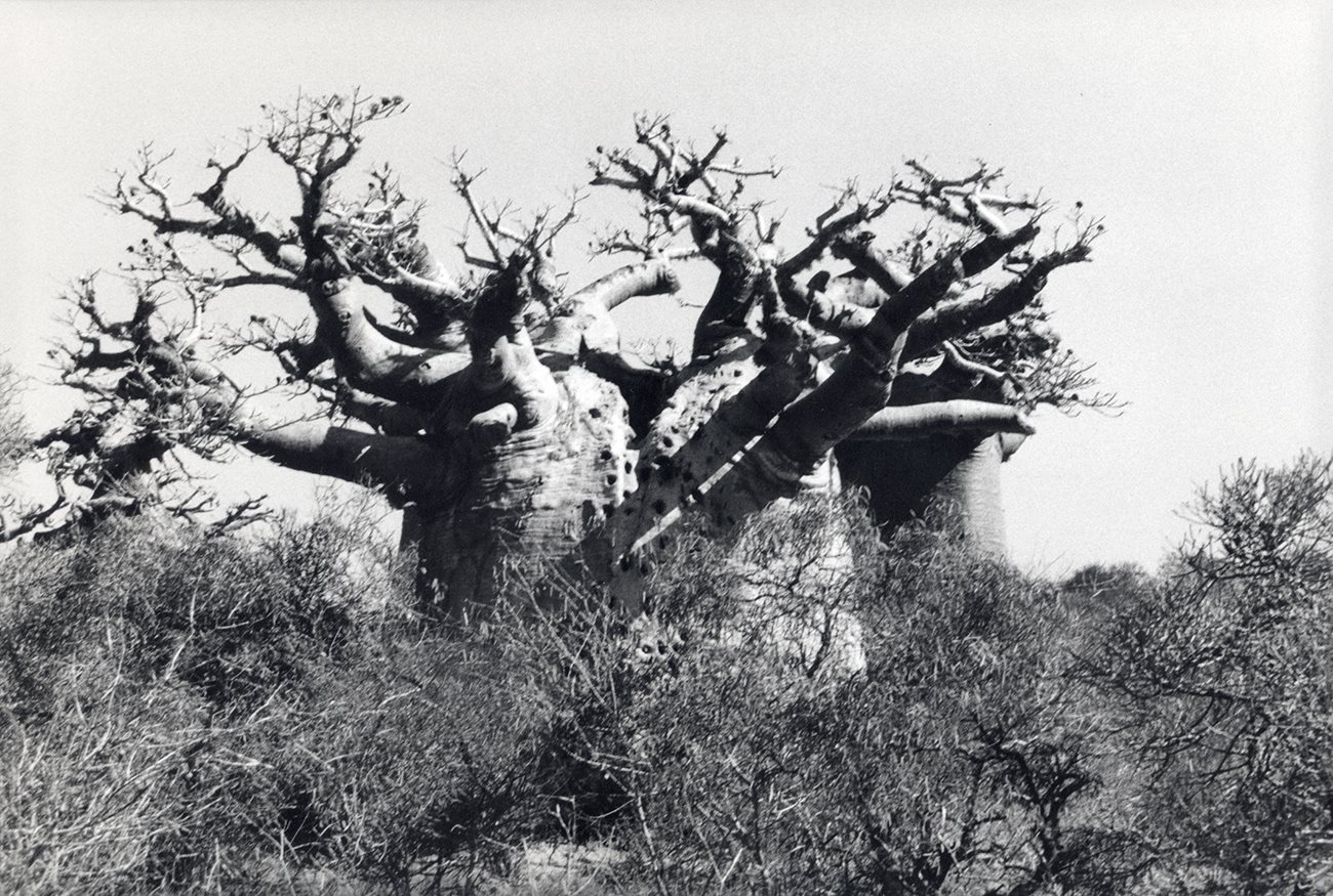 Baobab VI (VI of VI)